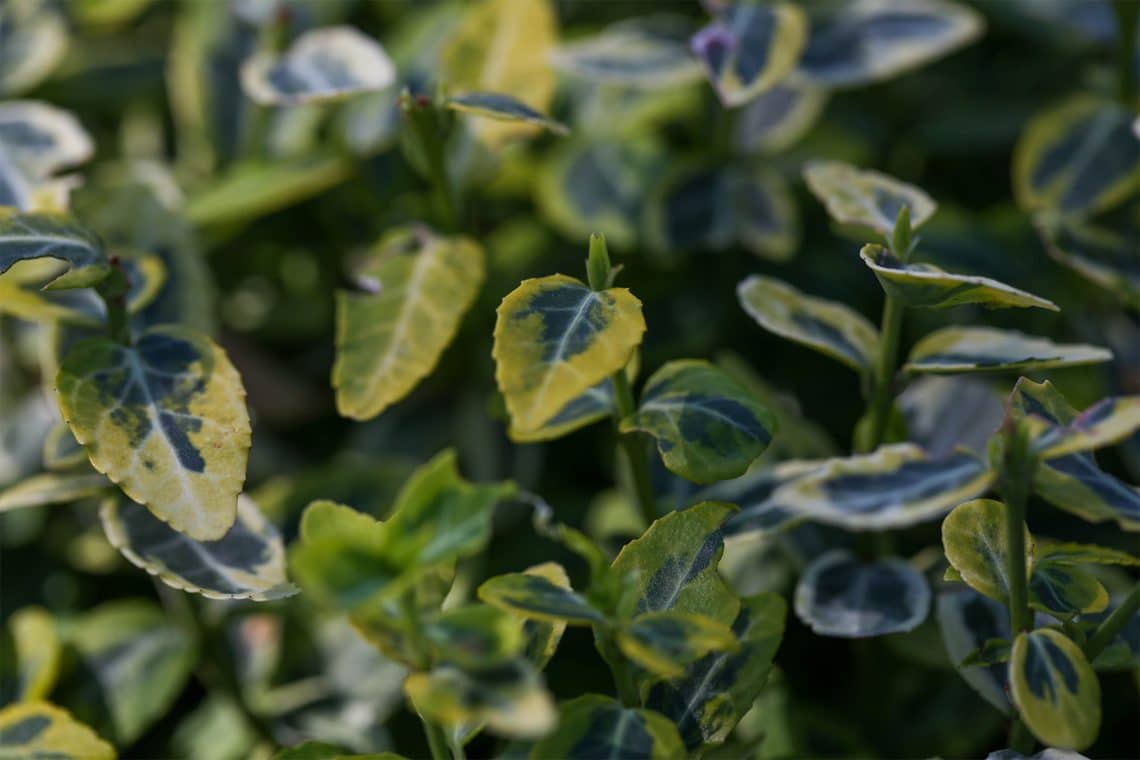 Immergrüne Kriechspindel "Silverstone" (Euonymus fortunei)