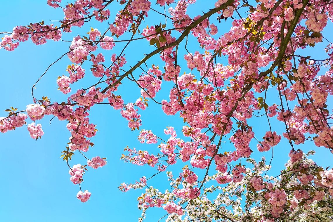 Japanische Blütenkirsche (Prunus serrulata)