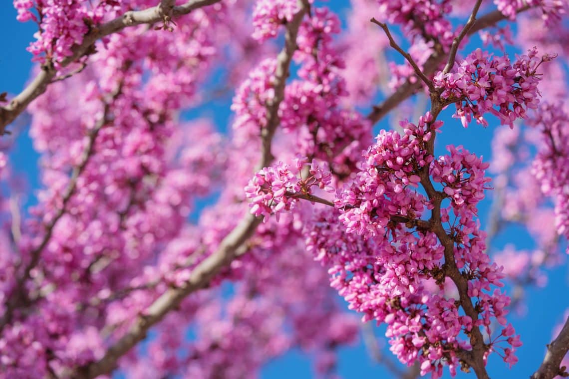 Judasbaum (Cercis siliquastrum)