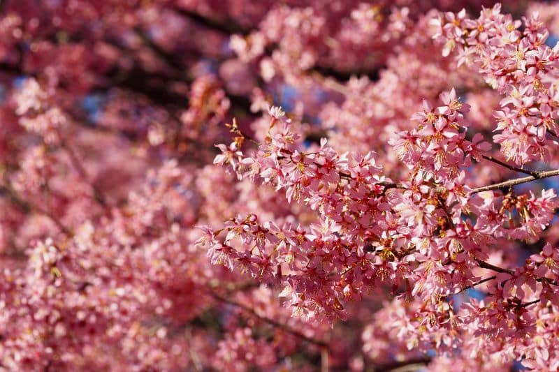 Kirsche Okame (Prunus subhirtella 'Okame')