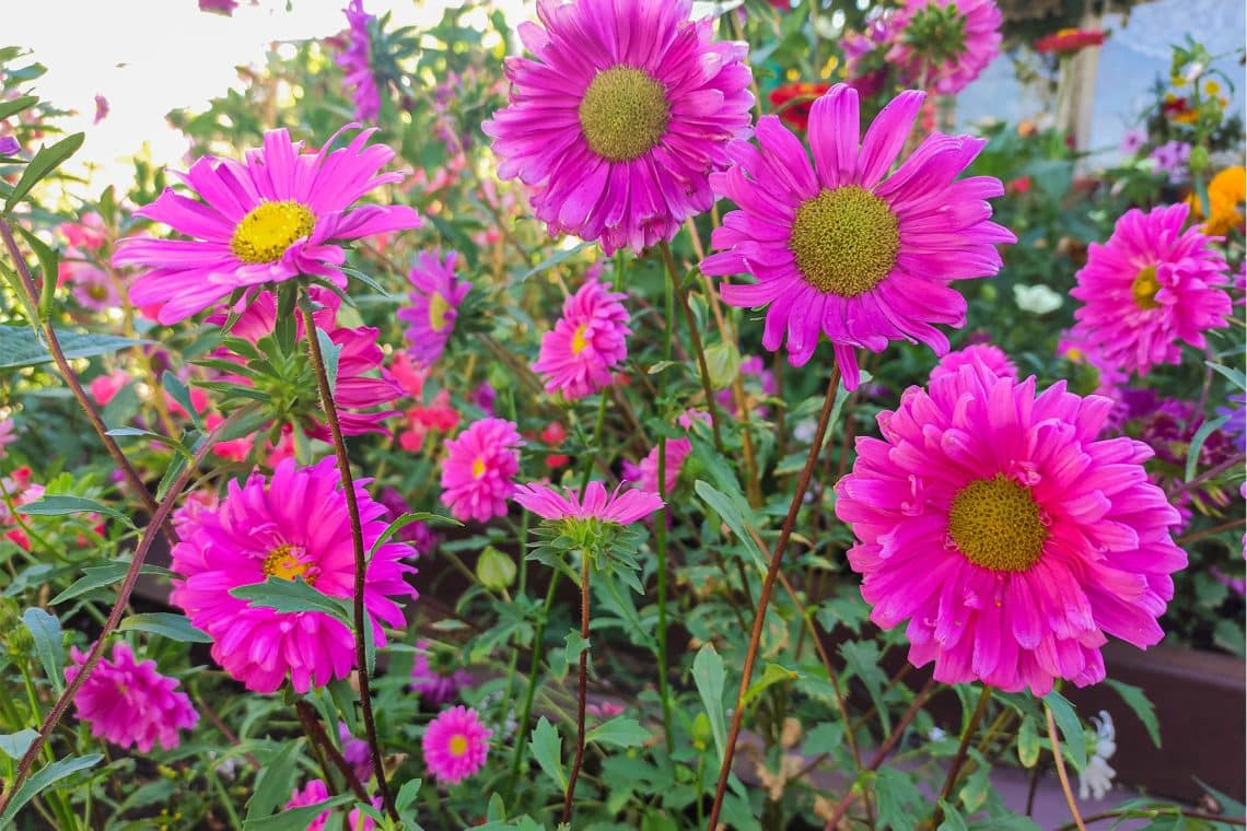 Kissenaster/Herbstaster (Aster dumosus)