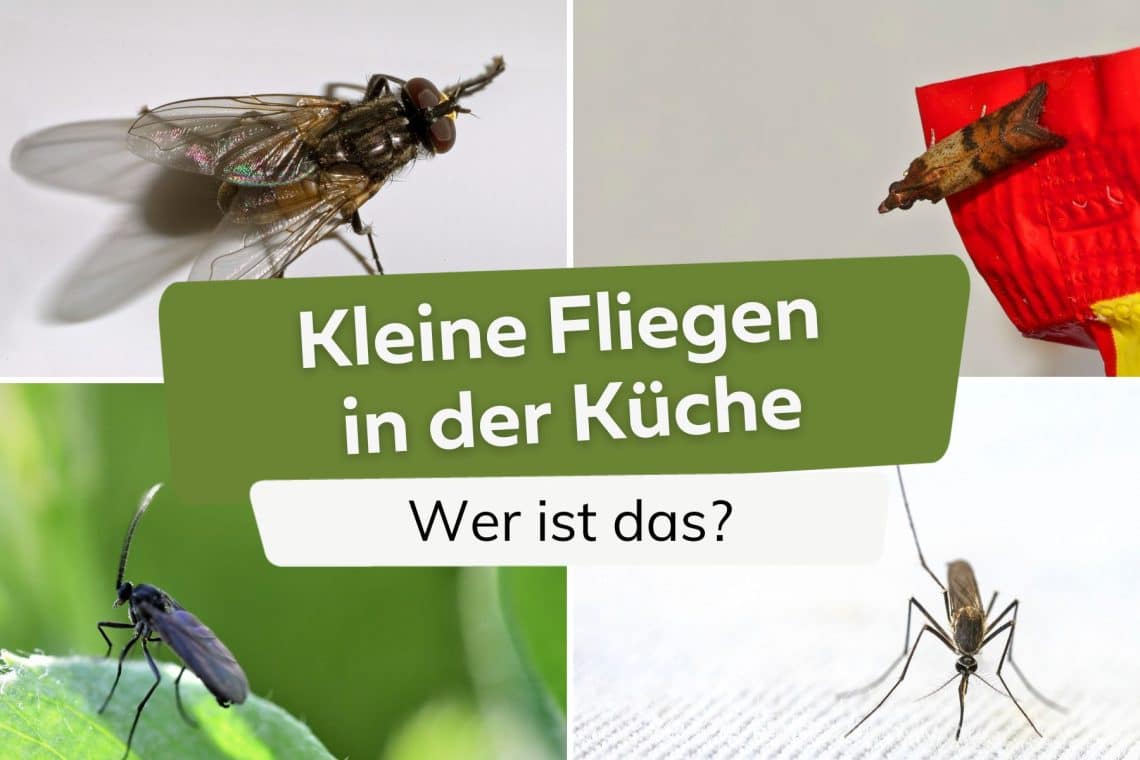 Kleine Fliegen (keine Obstfliegen) in der Küche Titel