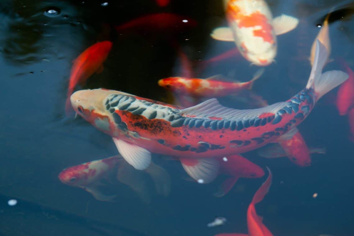 Koi (Cyprinus rubrofuscus) passen zu Goldfischen