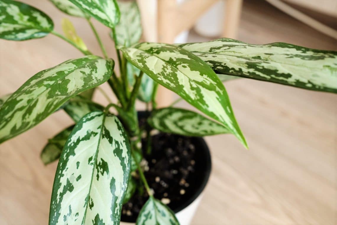 Kolbenfaden (Aglaonema)