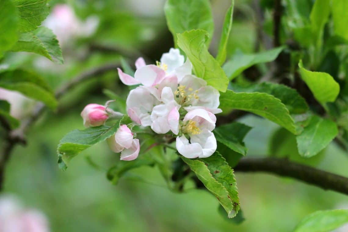 Kultur-Apfel (Malus domestica)