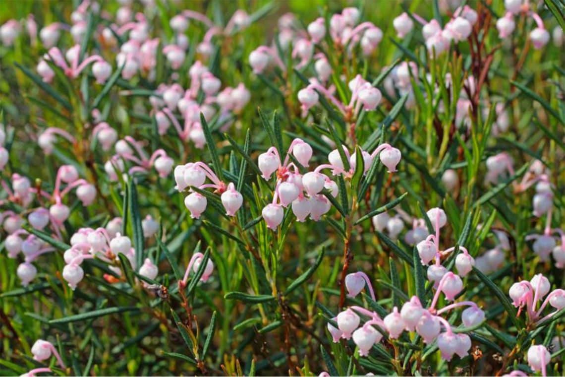 Lavendelheide "Compacta" (Andromeda polifolia