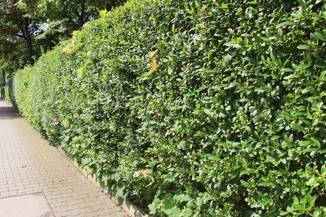 Liguster, Ligusterhecke (Ligustrum)