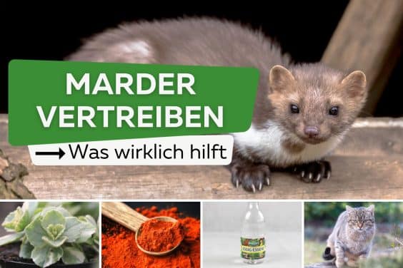 Marder mit verschiedenen Mitteln vertreiben