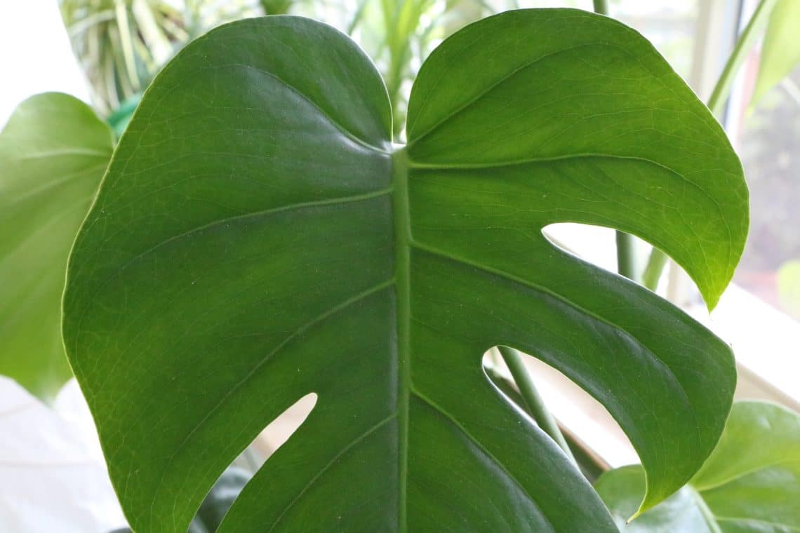 Monstera am Fenster