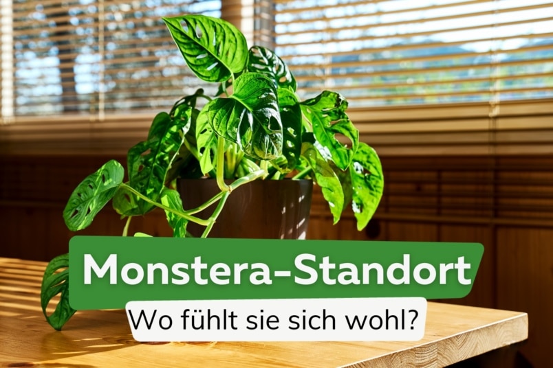 Monstera-Standort