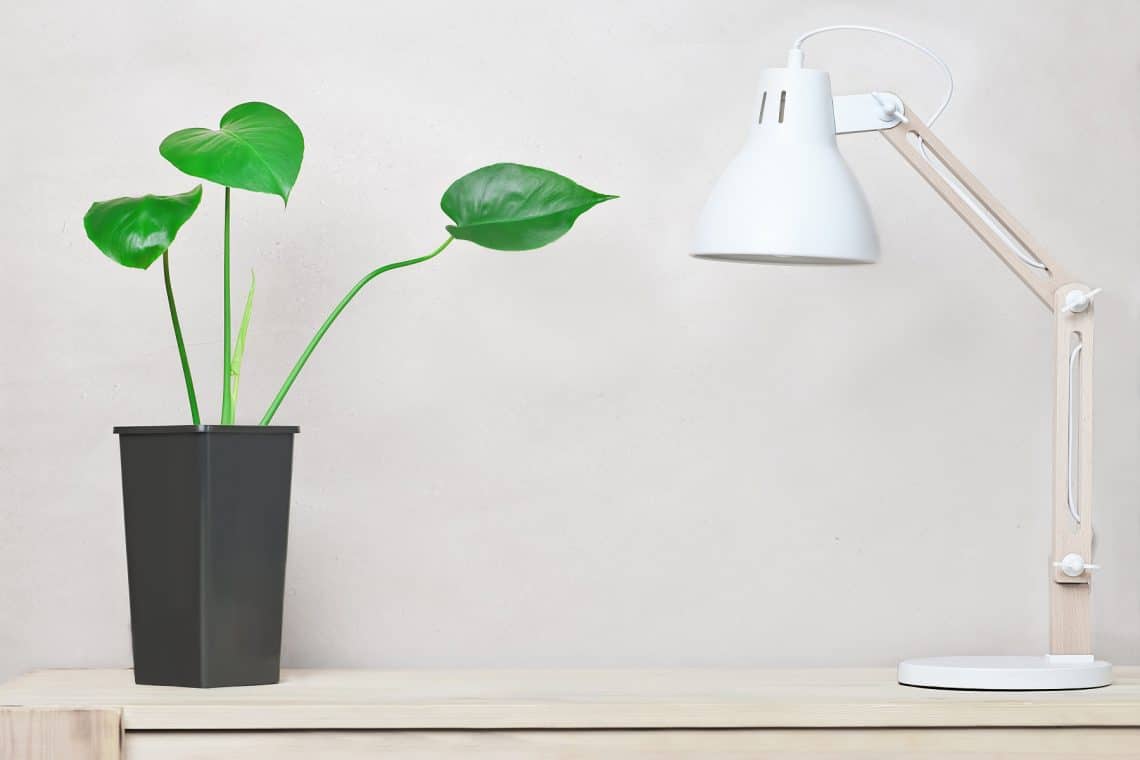 Monstera auf Tisch mit Lampe