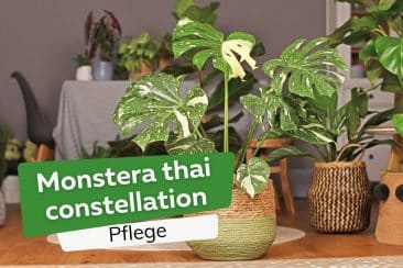 Monstera thai constellation