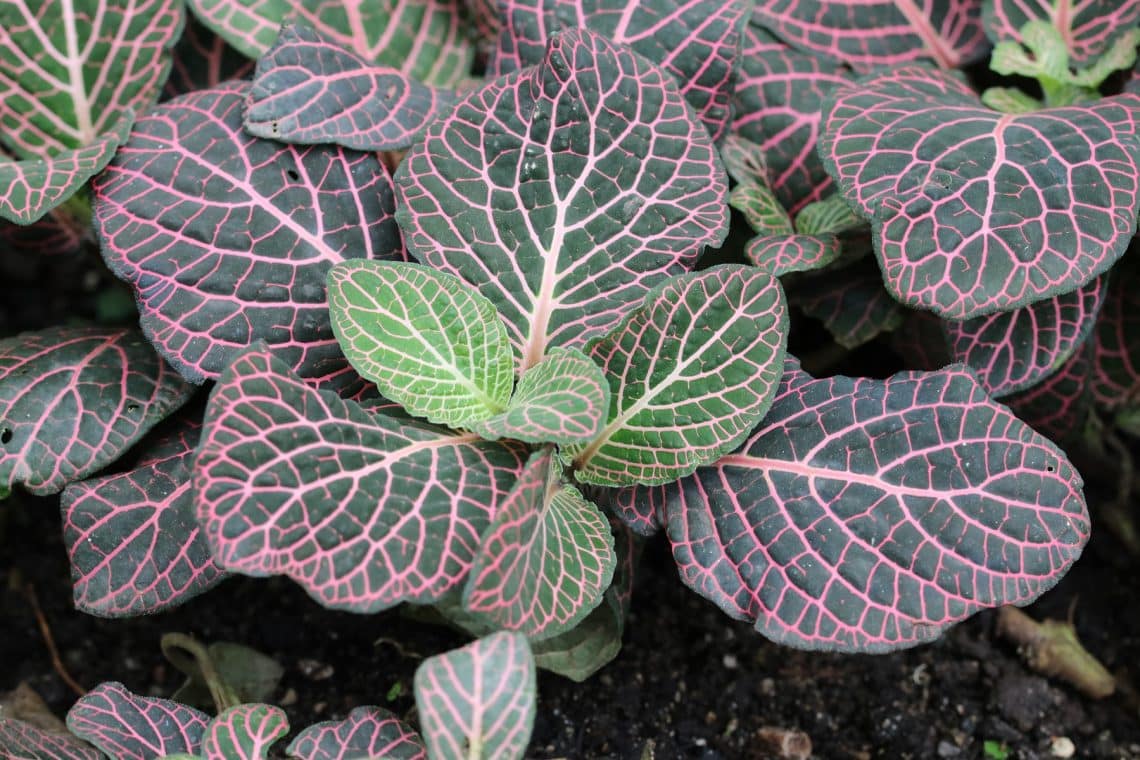 Mosaikpflanze (Fittonia albivensis)