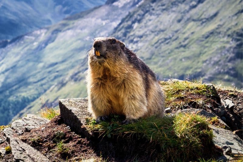 Murmeltiere (Marmota marmota)