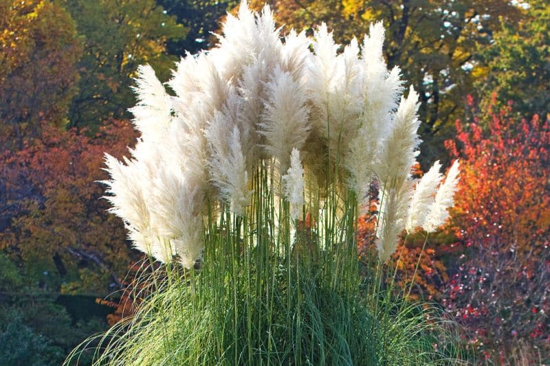 Pampasgras (Cortaderia selloana)