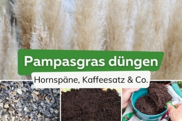 Pampasgras düngen