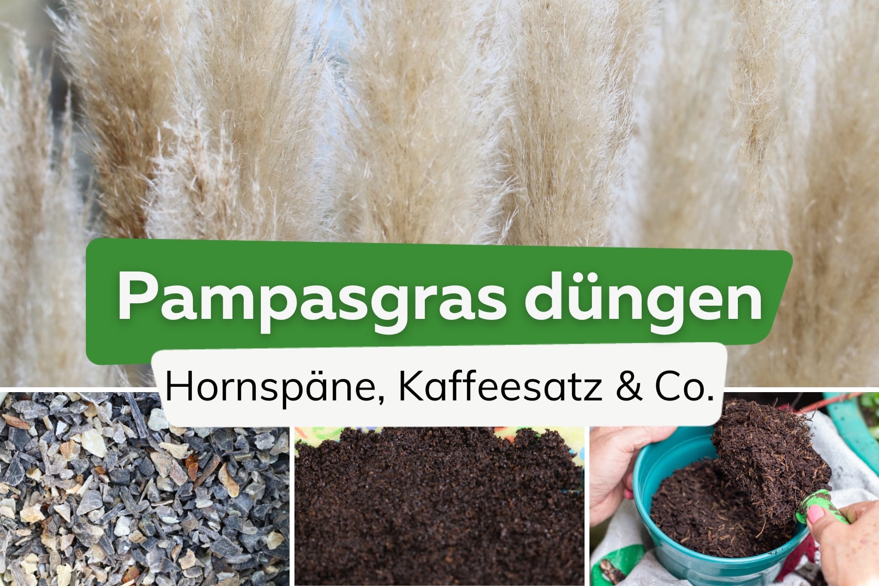 Pampasgras düngen