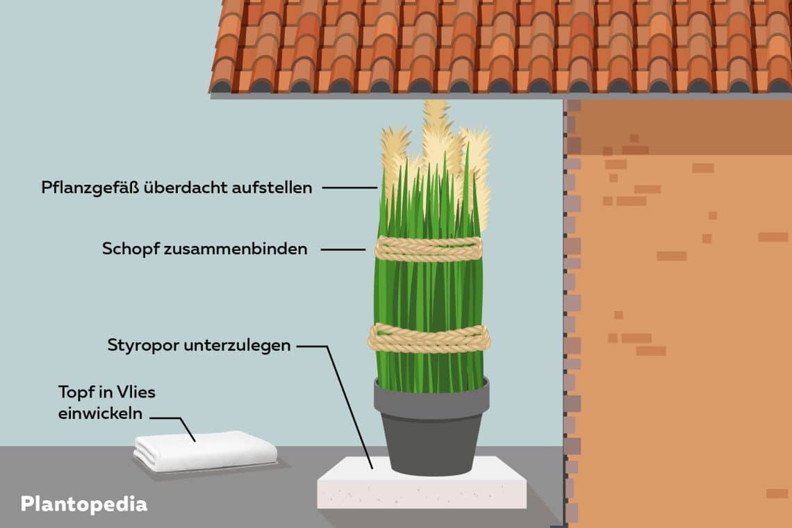 Grafik Pampasgras im Kübel überwintern