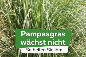 Pampasgras wächst nicht