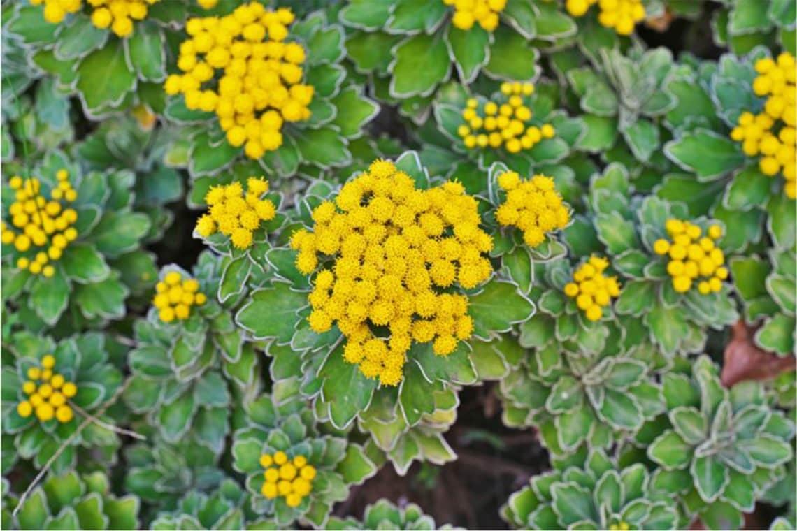 Pazifik-Margerite (Ajania pacifica, syn. Chrysanthemum pacificum)