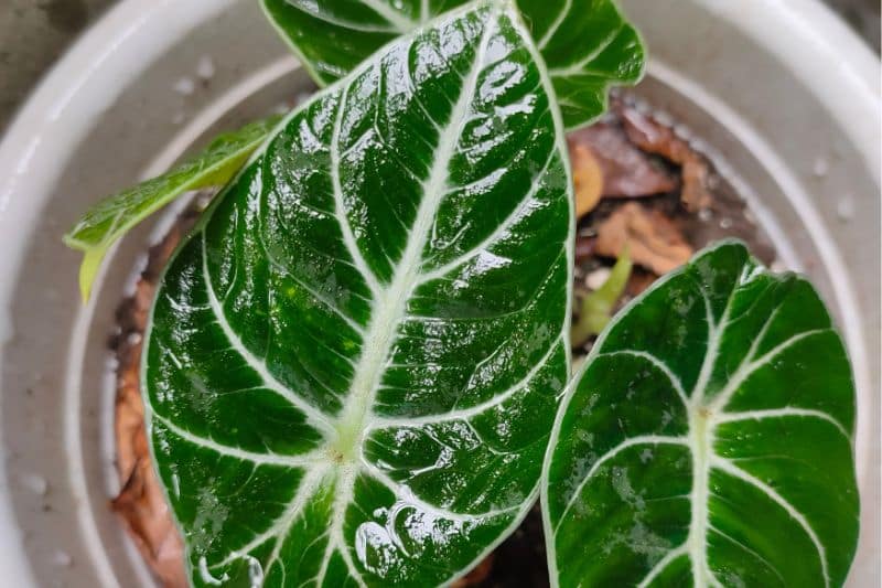 Pfeilblatt (Alocasia)