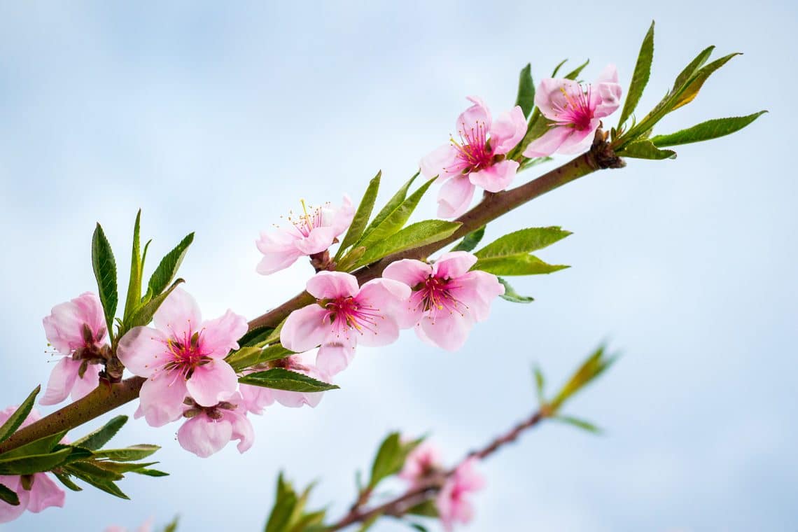 Pfirsich (Prunus persica)