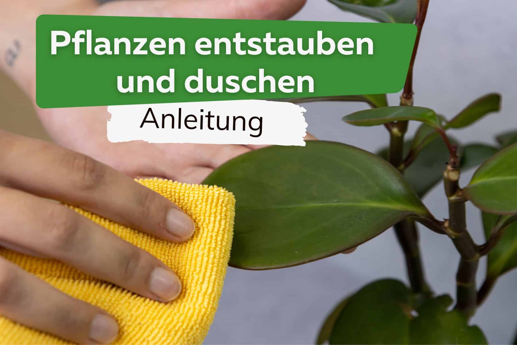 Pflanzen entstauben und duschen - Anleitung