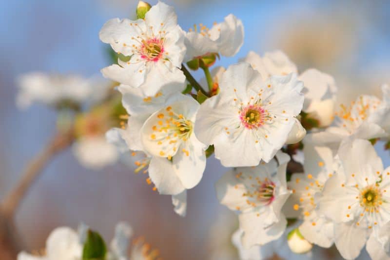 Pflaume (Prunus domestica)