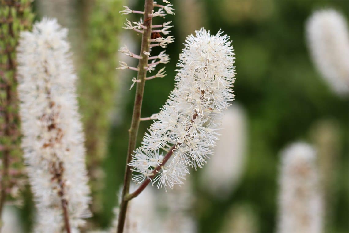 Oktober Silberkerze "Brunette" (Cimicifuga simplex)