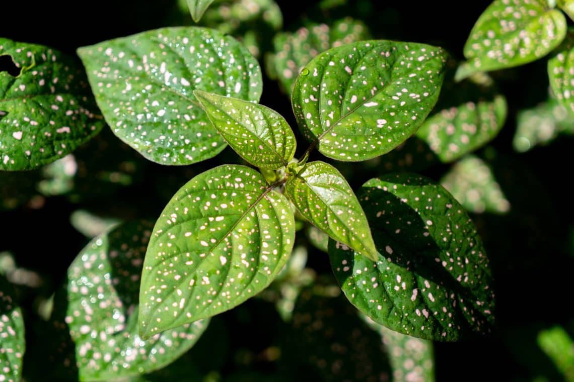 Punktblume (Hypoestes phyllostachya)