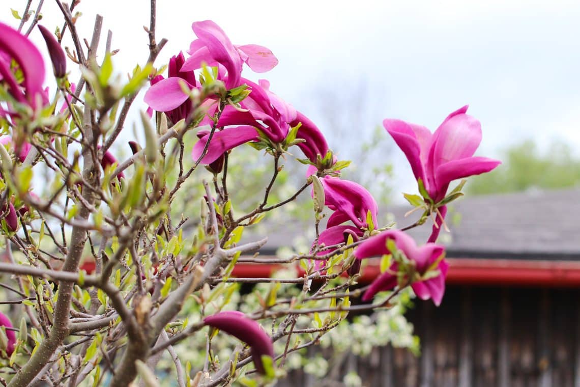 Purpur-Magnolie (Magnolia liliiflora)