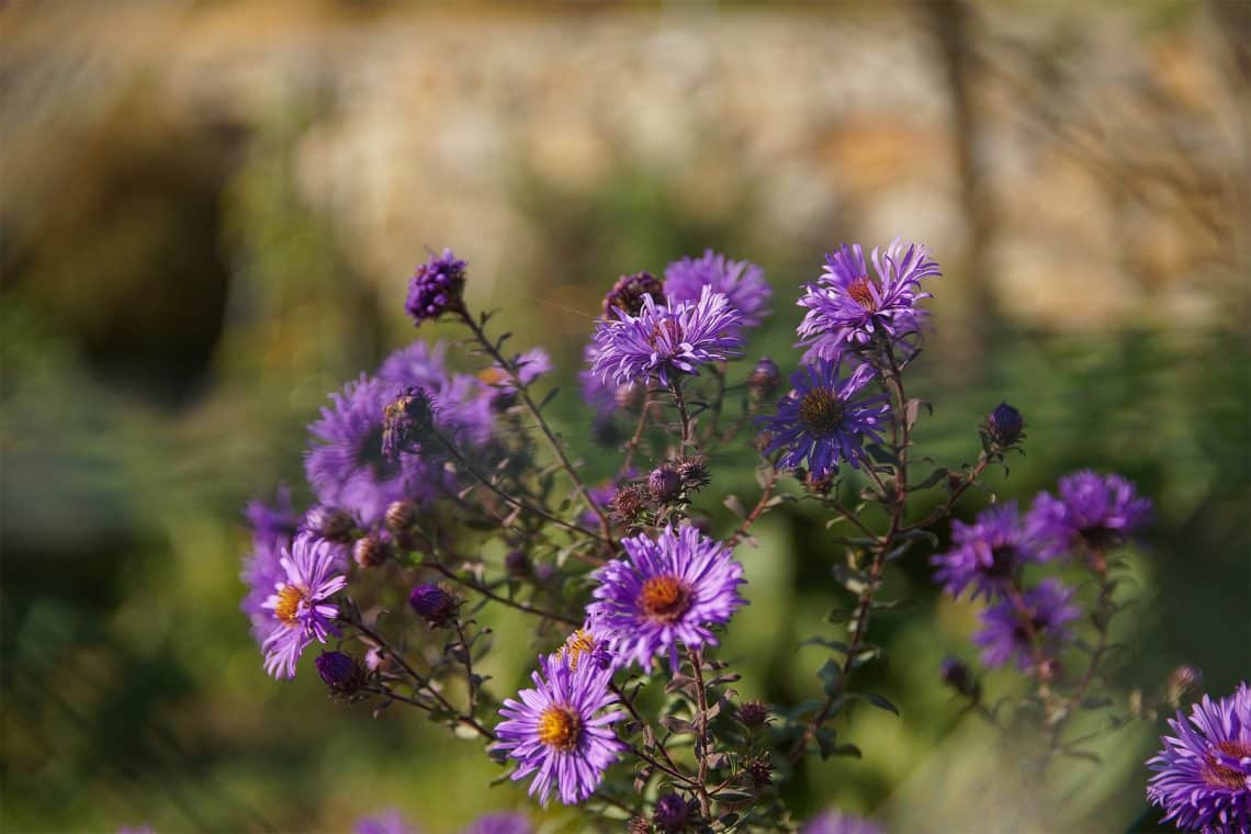 Raublatt-Aster (Aster novae-angliae)