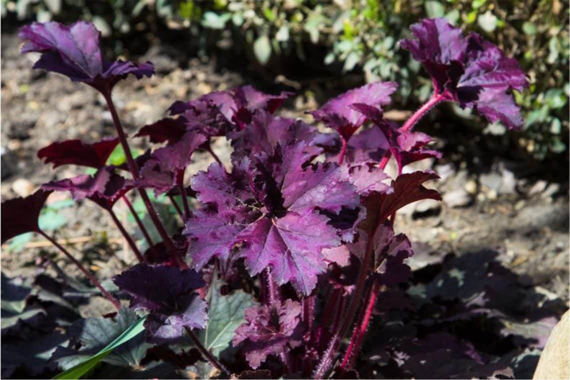 Rotblättriges Silberglöckchen "Palace Purple" (Heuchera micrantha)