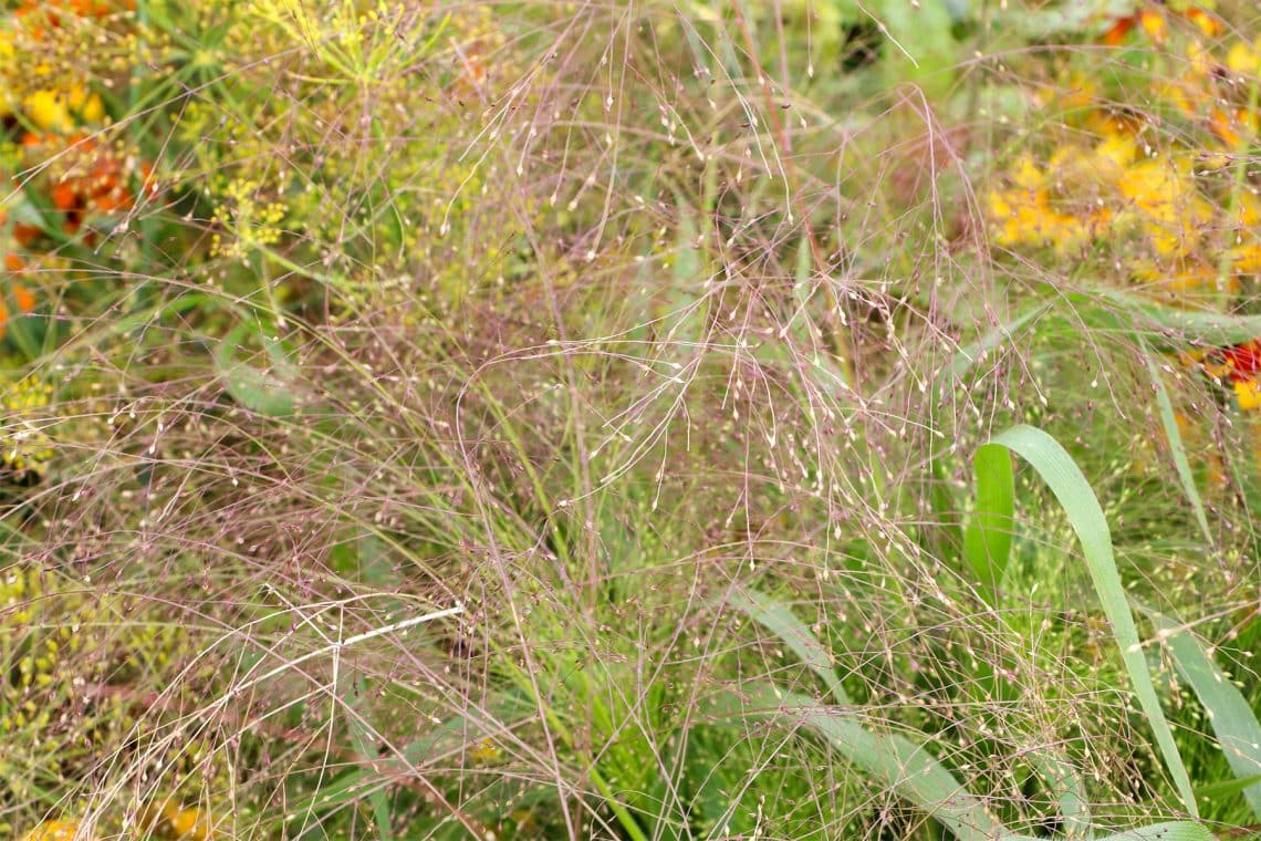 Rutenhirse (Panicum virgatum)