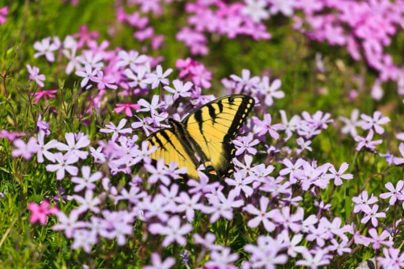 Schmetterling auf Phlox