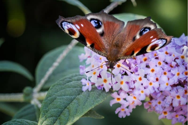 Schmetterling auf Sommerflieder