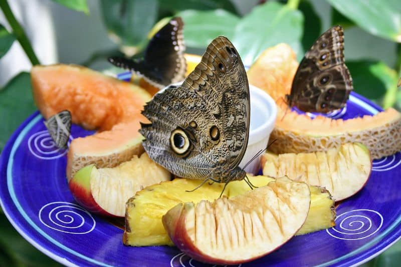 Drei Schmetterlinge sitzen auf Obst