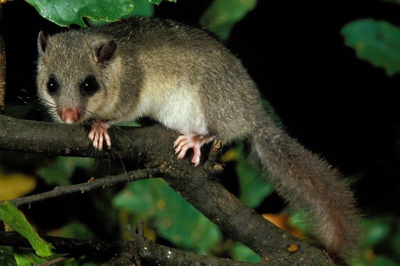 Siebenschläfer (Glis glis)