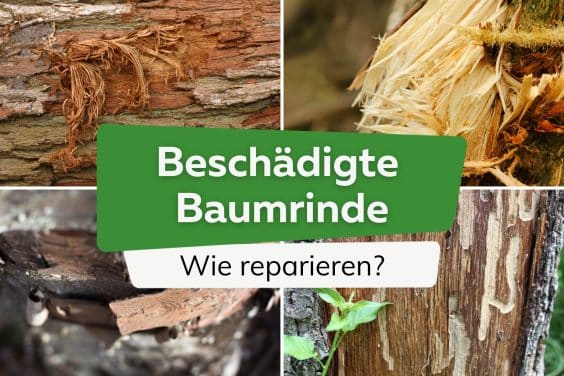 So kann man beschädigte Baumrinde reparieren