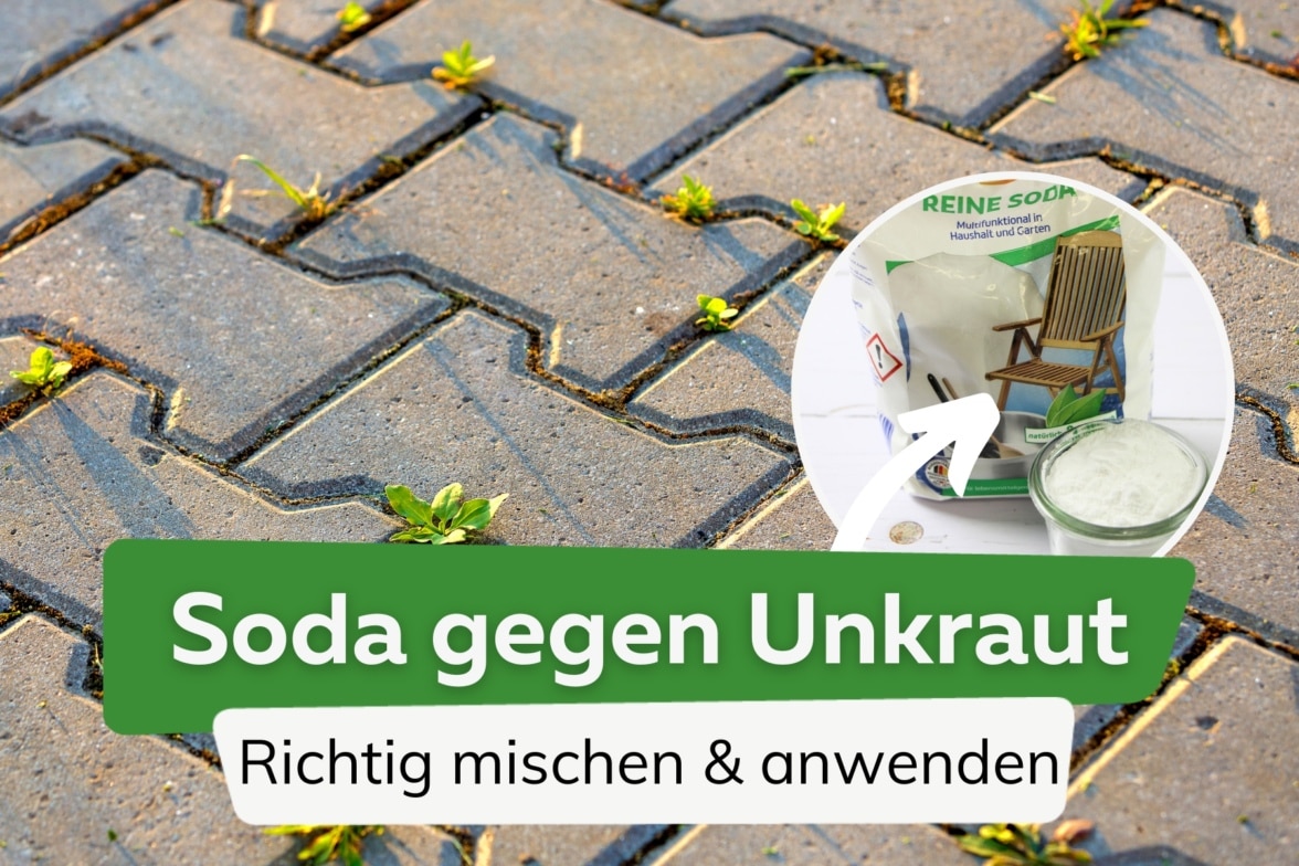 Gundermann im Rasen so bekämpfen Sie ihn Ist vertikutieren erlaubt?
