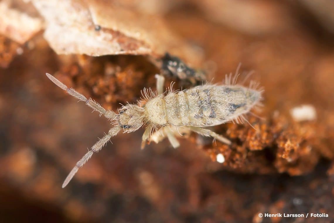 Springschwanz (Collembola)