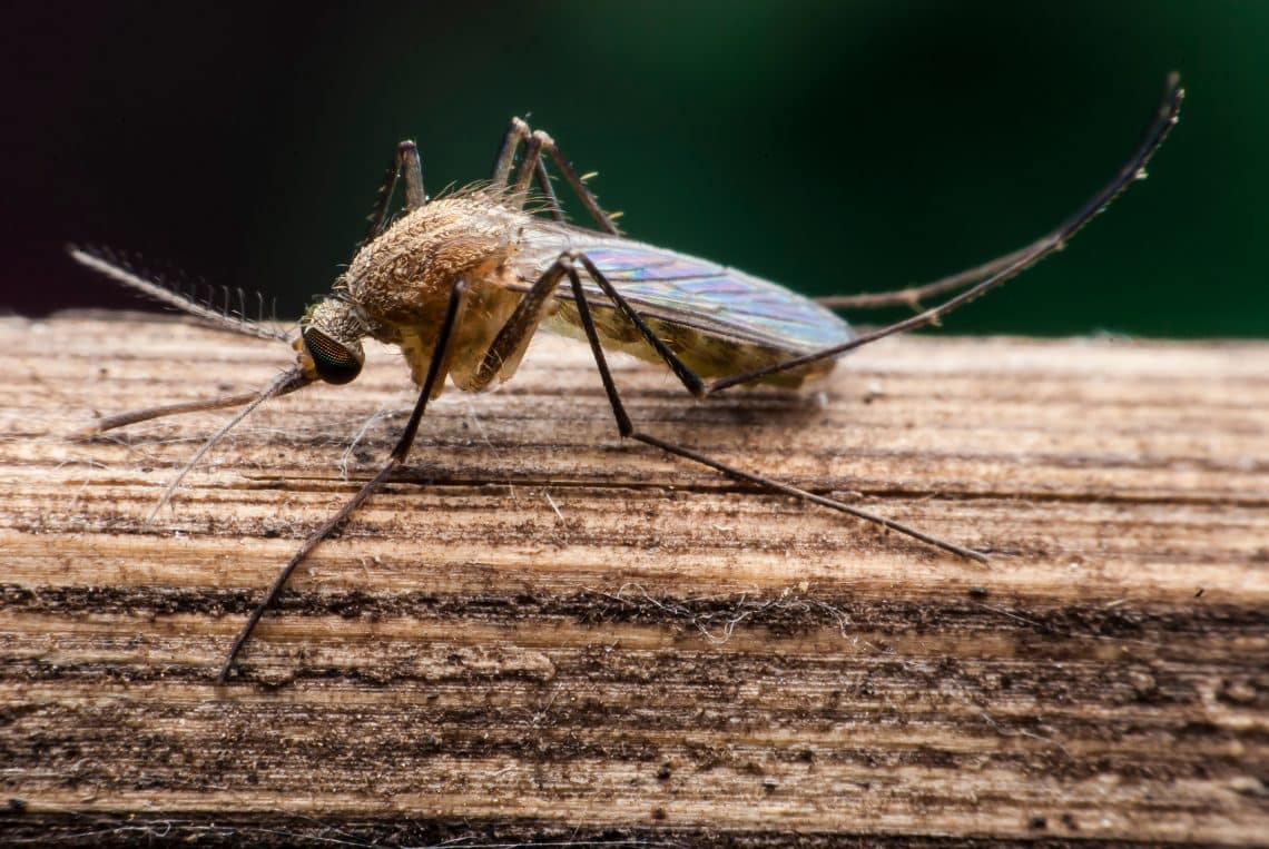 Stechmücken (Culicidae)