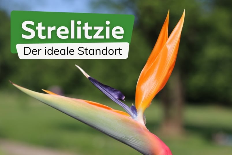 Strelitzie Standort