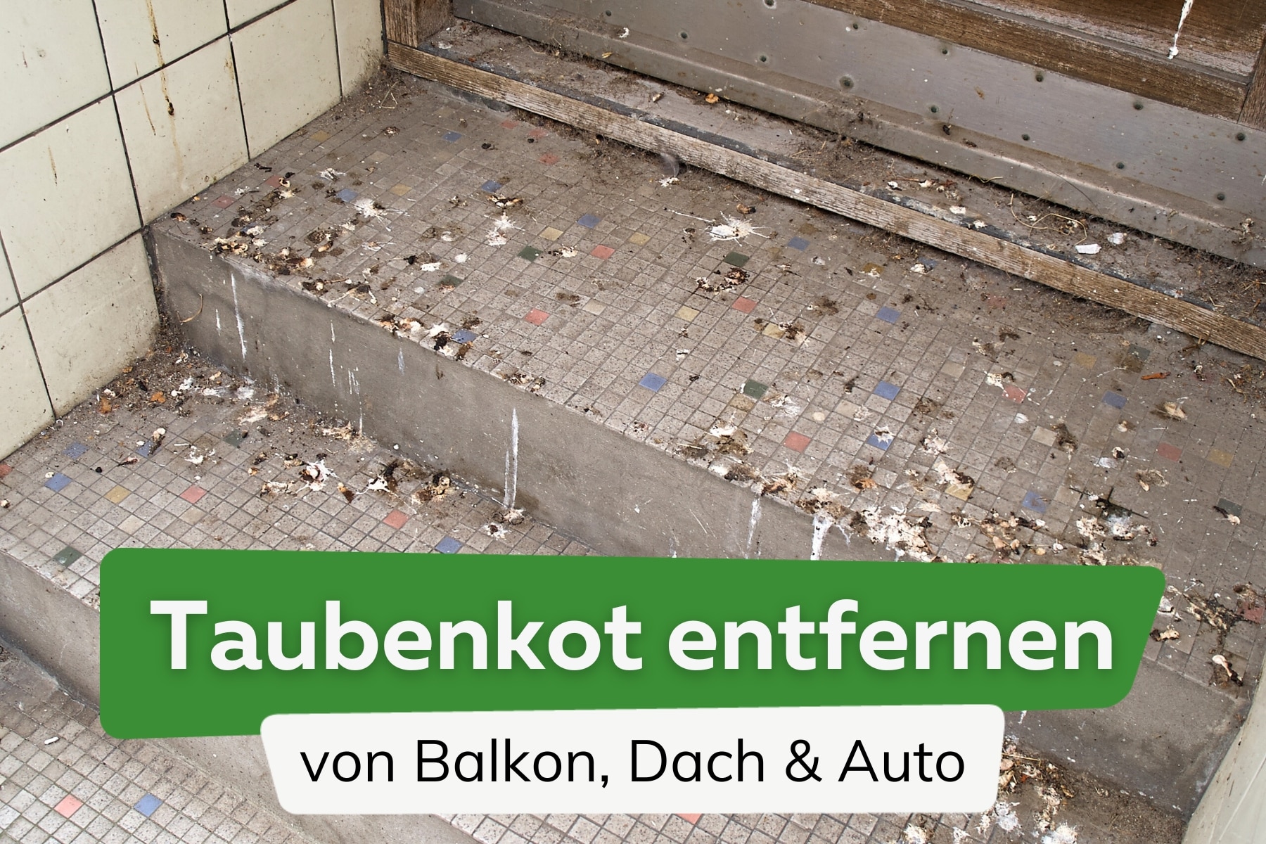 Taubenkot entfernen