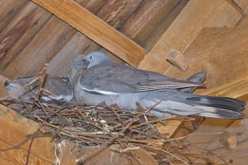 Taube füttert Junges im Nest