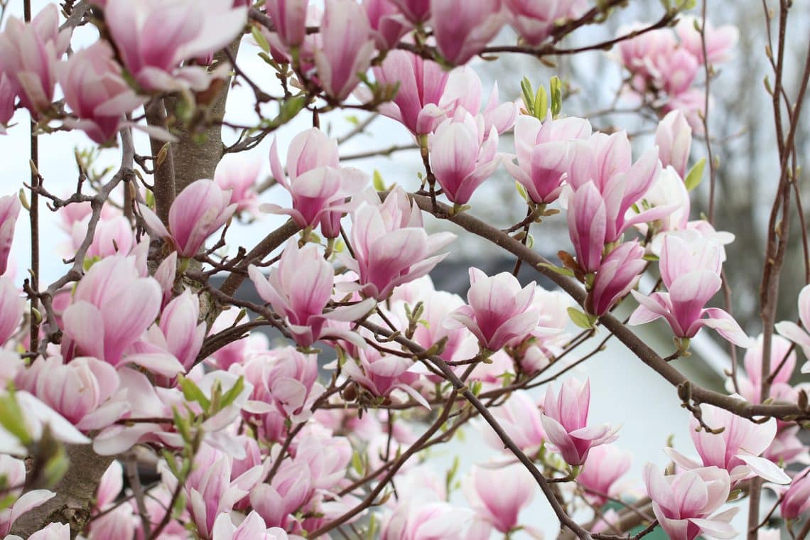 Tulpenmagnolie (Magnolia x soulangeana)