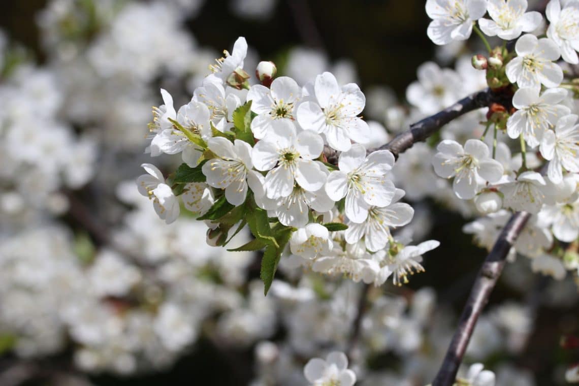 Vogel-Kirsche (Prunus avium)