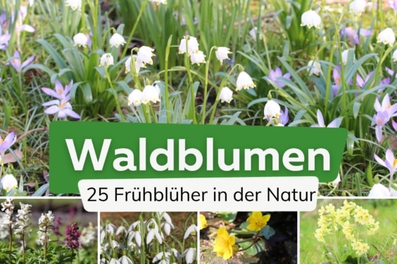 Waldblumen - Frühlingsblumen im Wald