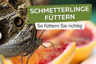 Was essen Schmetterlinge? Titel