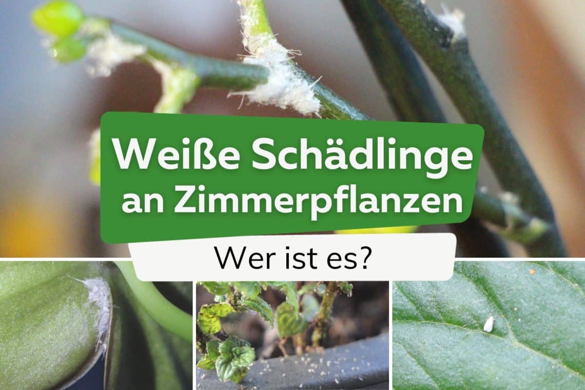 Weiße Schädlinge an Zimmerpflanzen